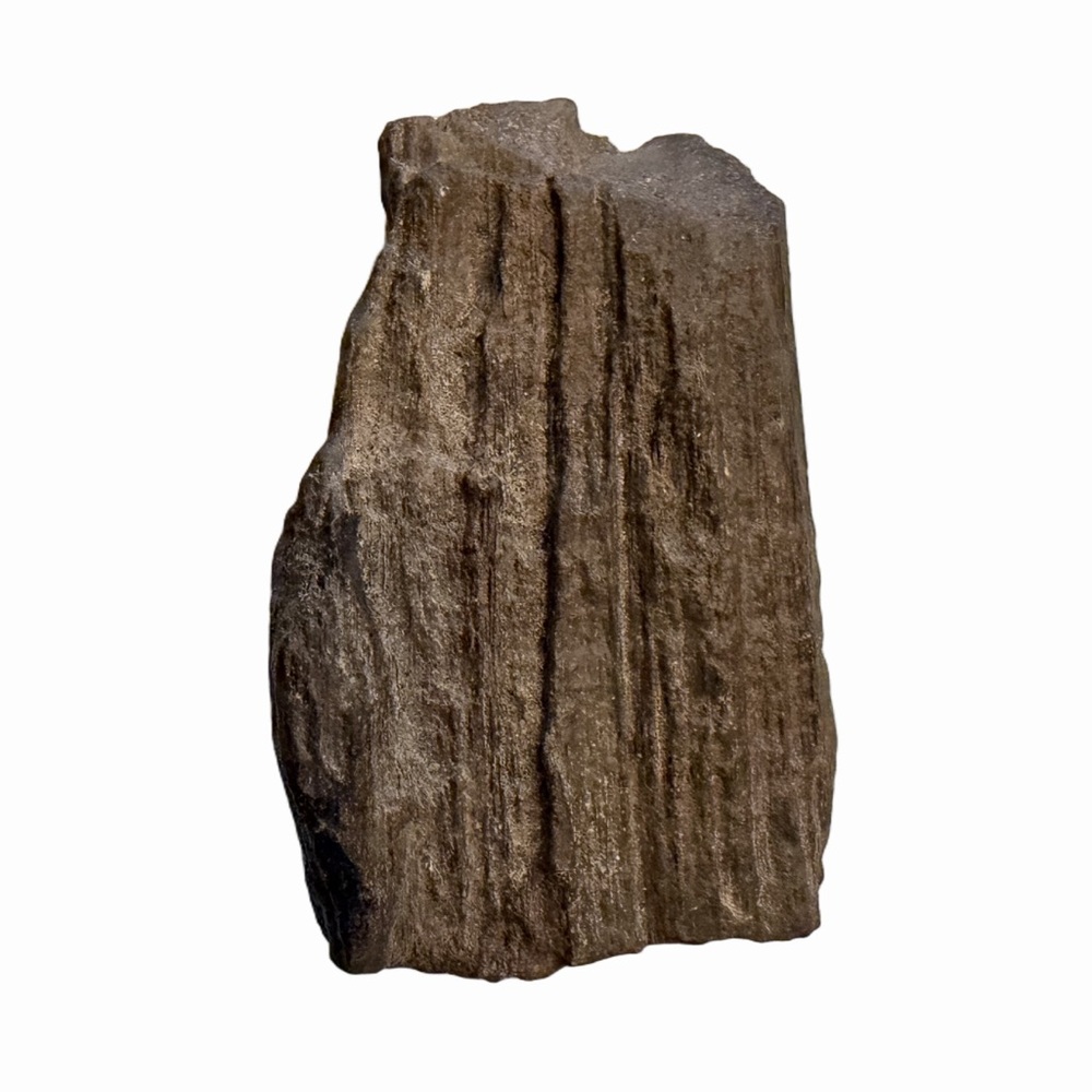 Petrified Wood Specimen 3.5” Natural Fossil Display Piece